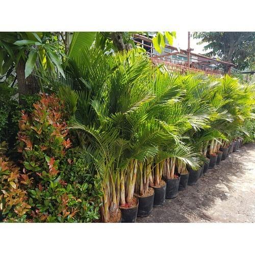 CAU LỤA VÀNG , CHẬU CÂY ĐẸP THANH LỌC KHÔNG KHÍ