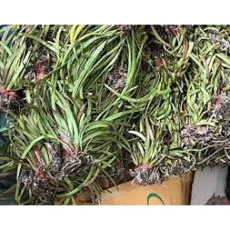 1 BÓ lan giáng hương đuôi chồn tím rừng lào- CÂY GIỐNG LAN RỪNG - GHDCL