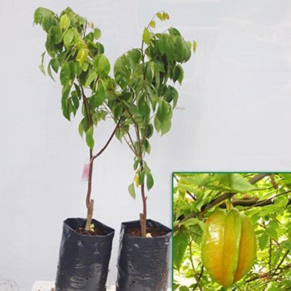 CÂY GIỐNG CÂY KHẾ CHUA, QUẢ SỚM, SIÊU QUẢ + Tặng 01 cây dâu da đất