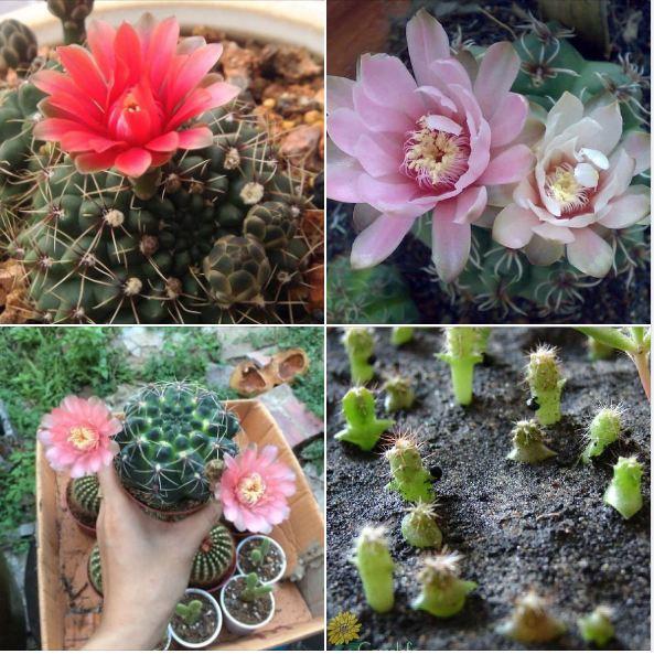 Hạt giống hoa xương rồng nhiều màu  - Gói 20 hạt