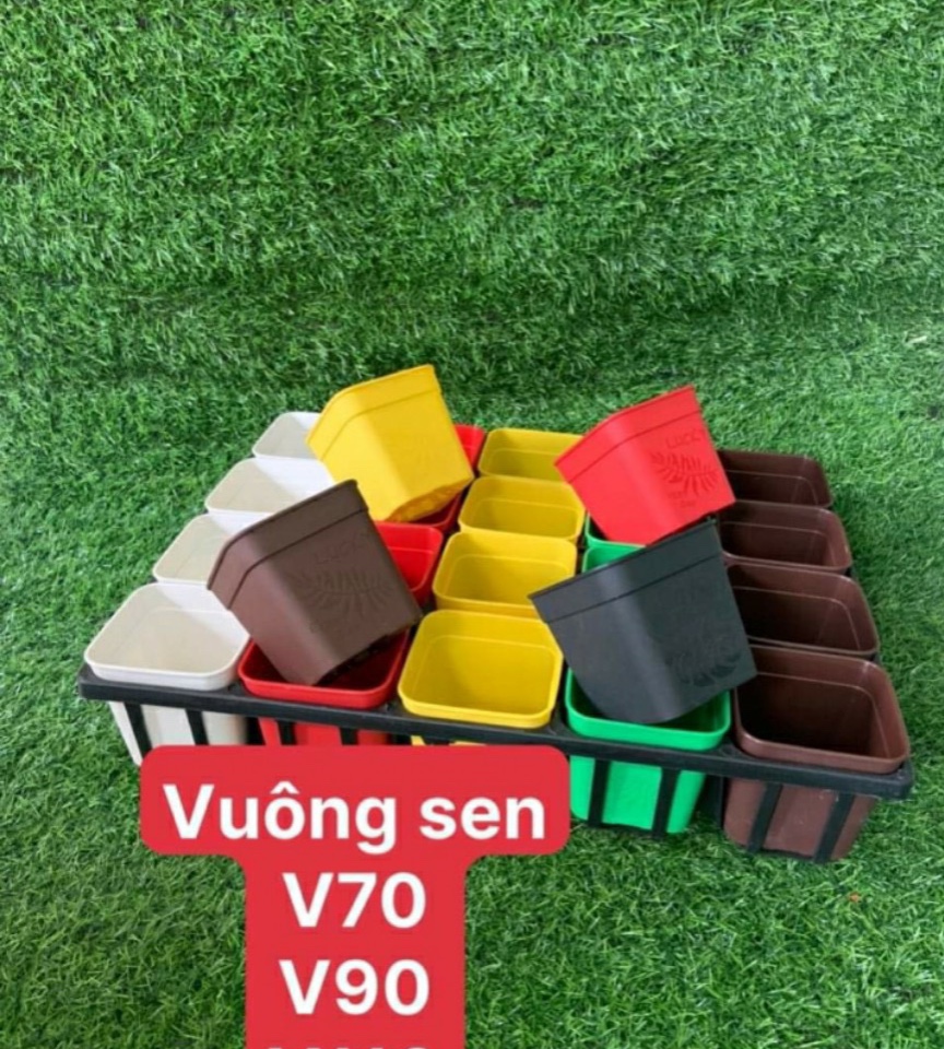 05 cái khay đựng chậu vuông sen