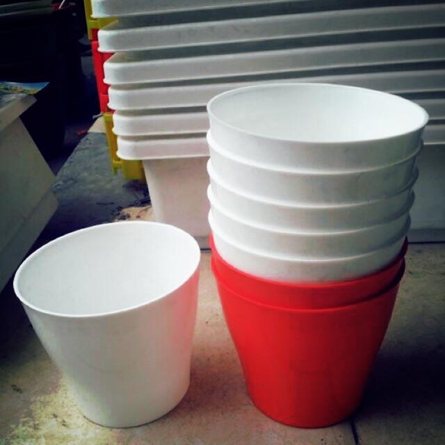 Chậu nhựa trắng trồng cây