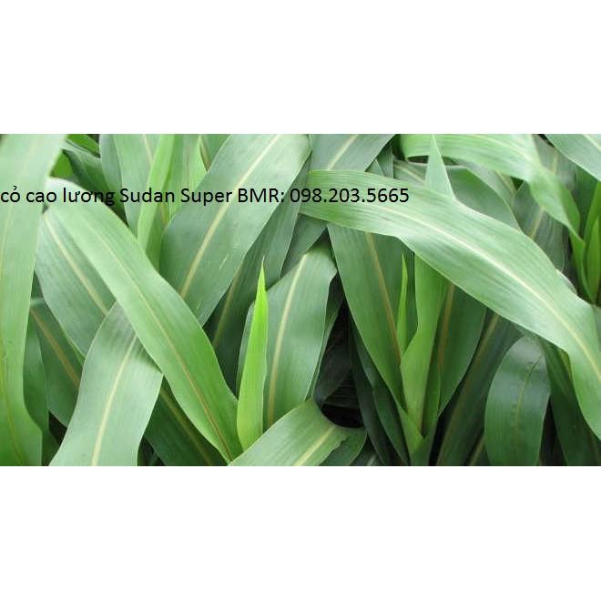 Hạt giống cỏ cao lương SUDAN SUPER BMR 1kg - cỏ chăn nuôi năng suất, dinh dưỡng cao