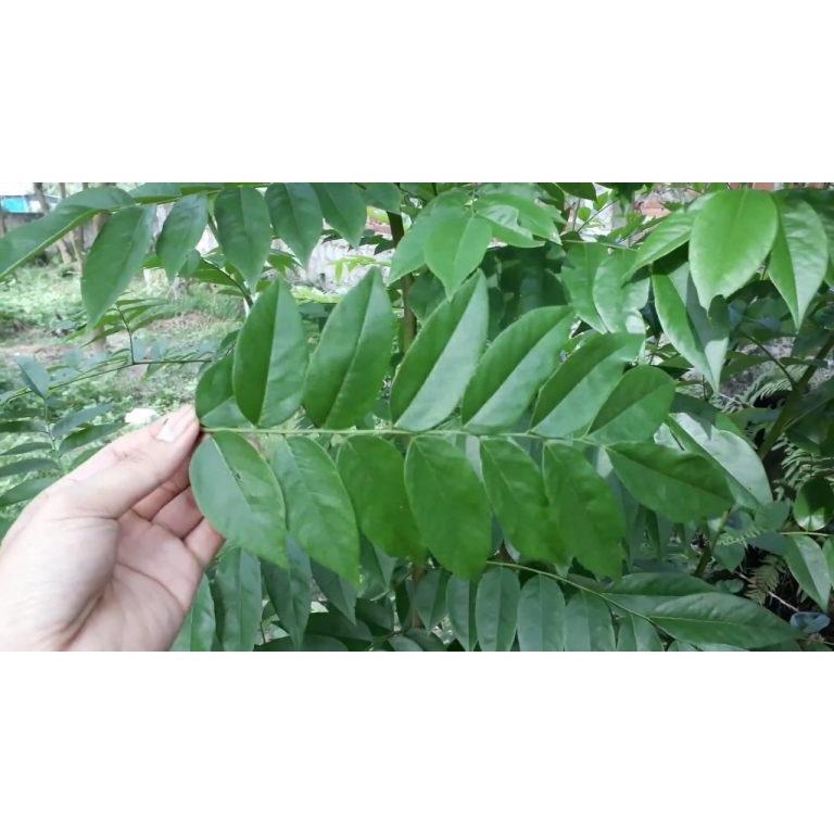Hạt giống cây Sưa Đỏ CT500 - Gói 20 hạt