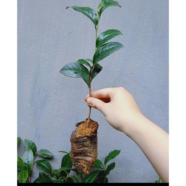 Cây giống trà hoa vàng, cây cao 20 cm, cây Dược Liệu Quý, vừa làm cảnh vừa có trà uống