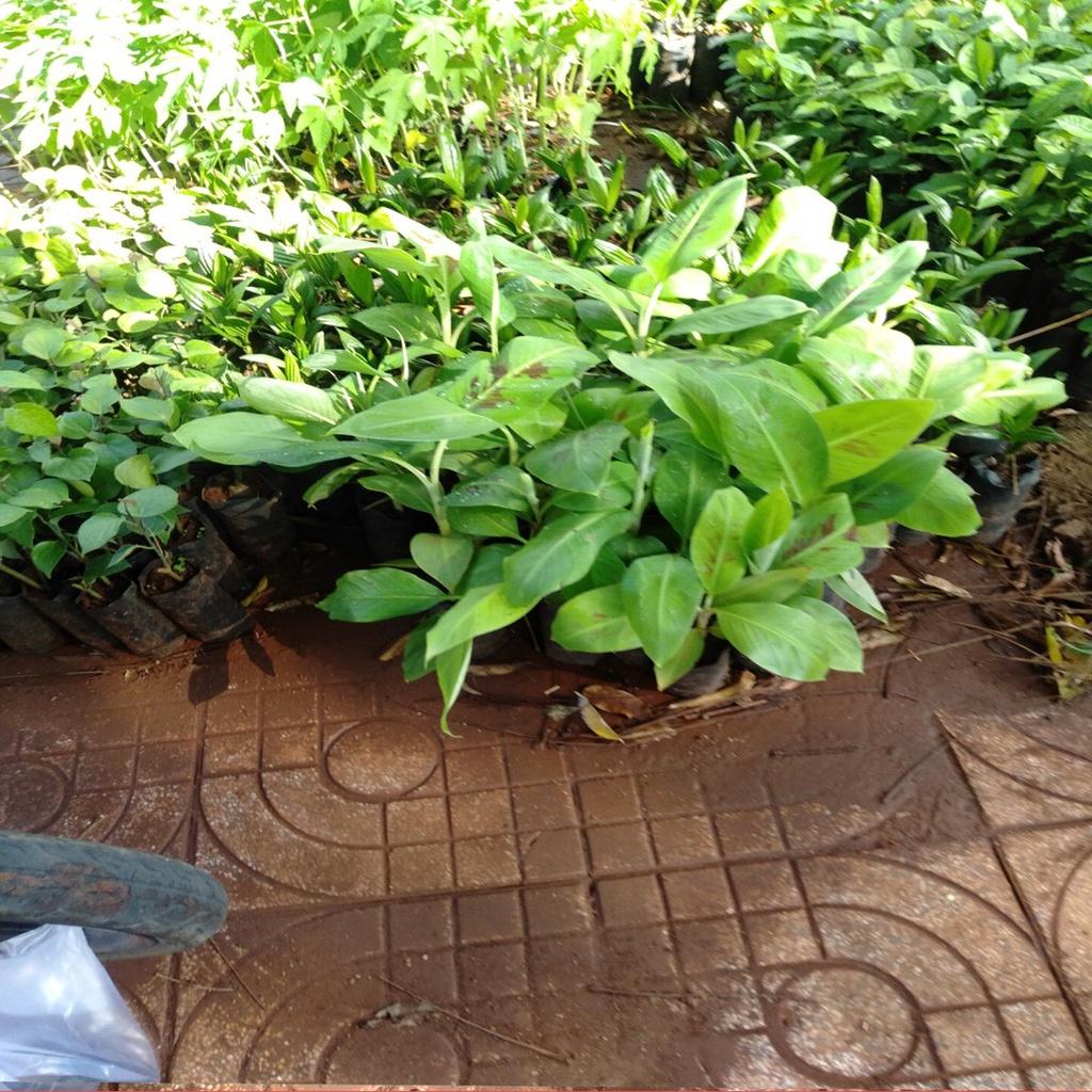 CÂY GIỐNG CHUỐI TÍM CẤY MÔ F1