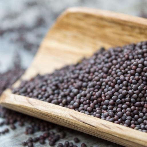 Combo 4 gói hạt giống rau cải ngọt-gói 10 gram- tặng kèm 1 phân bón lót