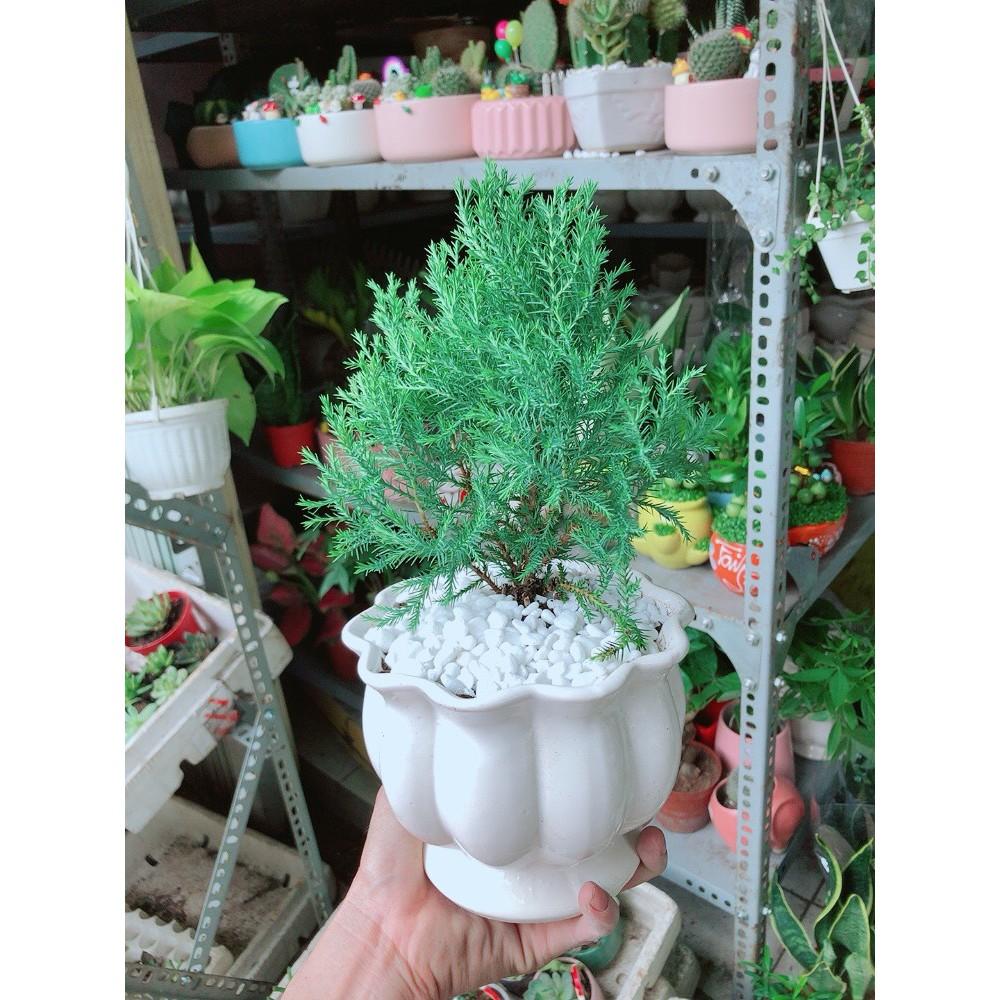 Cây Tùng Bồng Lai Chậu Sứ