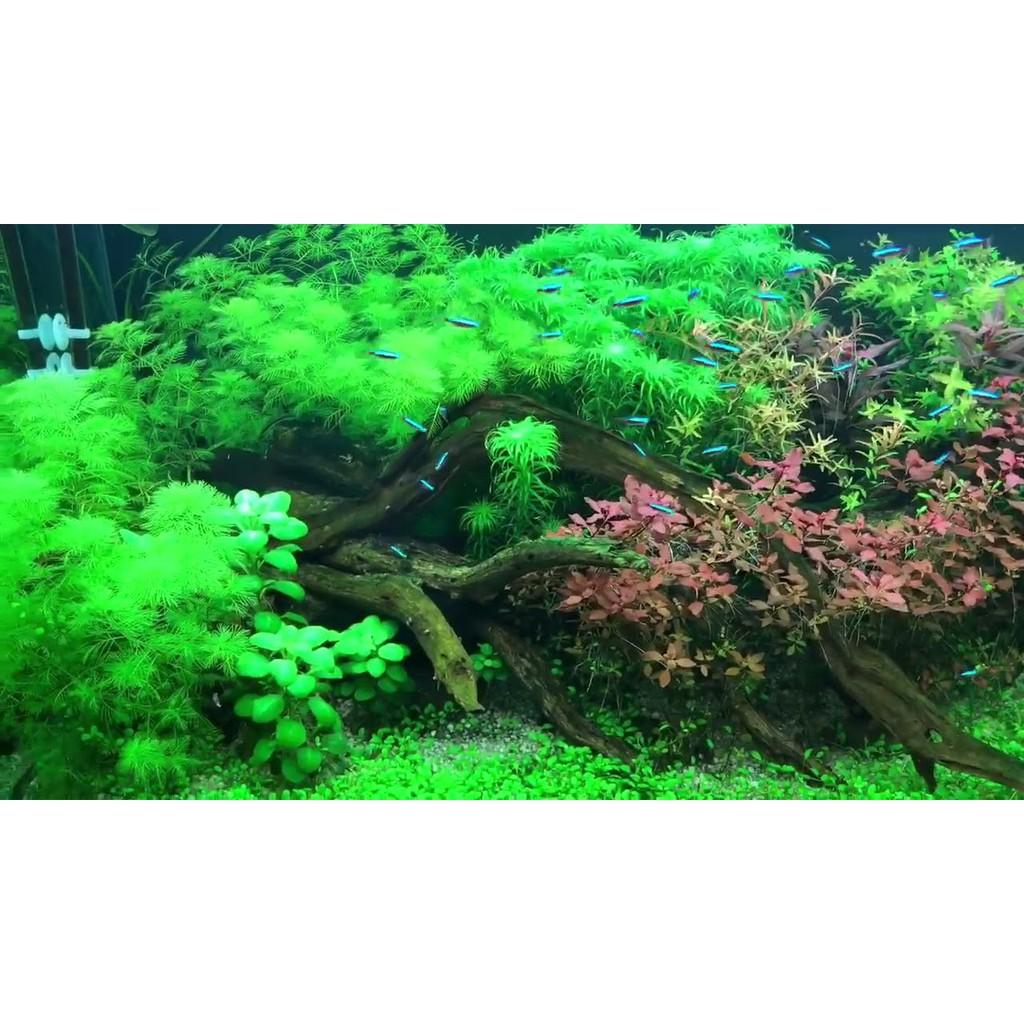 Phân Nền Thủy Sinh Senda - Công Nghệ Nhật Bản - Phân Nền thủy Sinh cá tép cảnh giá rẻ - Mộc Nhân Farm