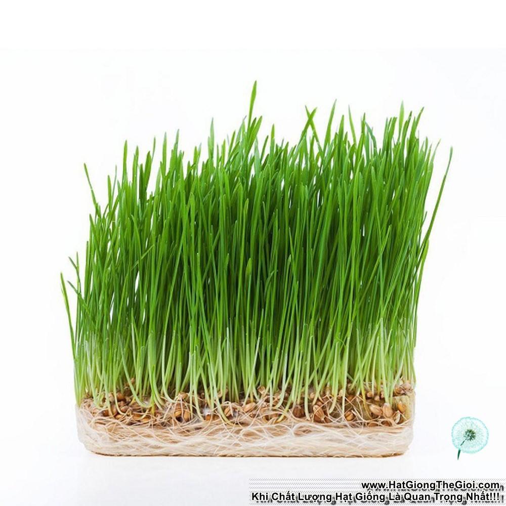 1Kg Hạt Giống Cỏ Lúa Mì Đỏ Cỏ Mèo Wheatgrass (A2.205| W20*V34)