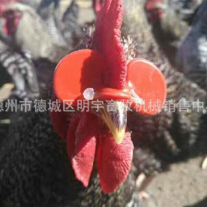 SET 10 KÍNH ĐEO CHO GÀ KHÔNG CHỐT-KÍNH MẮT CHO GÀ-KÍNH GÀ GIÁ RẺ
