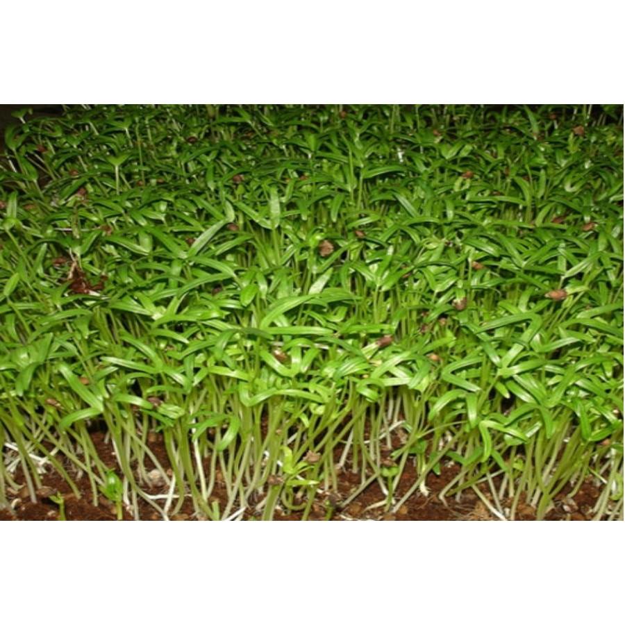 Hạt giống rau mầm rau muống VN - 100g