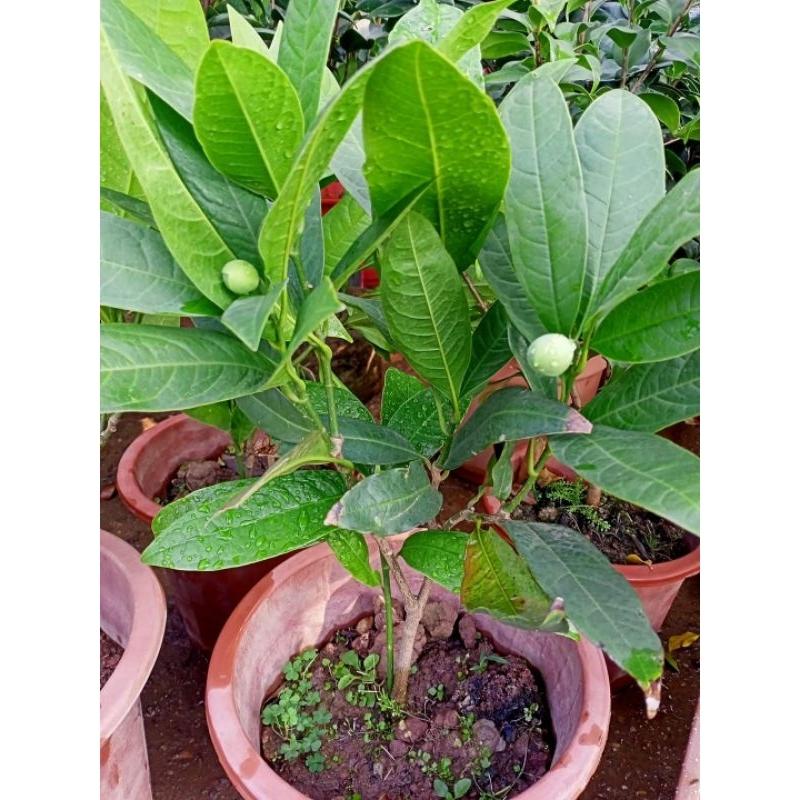 Cây hoa dạ hợp hương hoa rất thơm