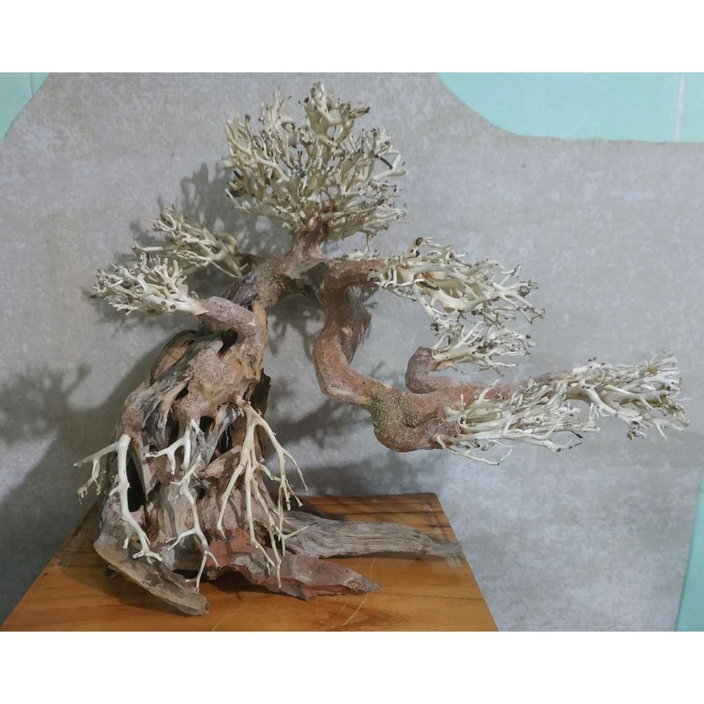 Lũa Bonsai Thủy Sinh nhiều size