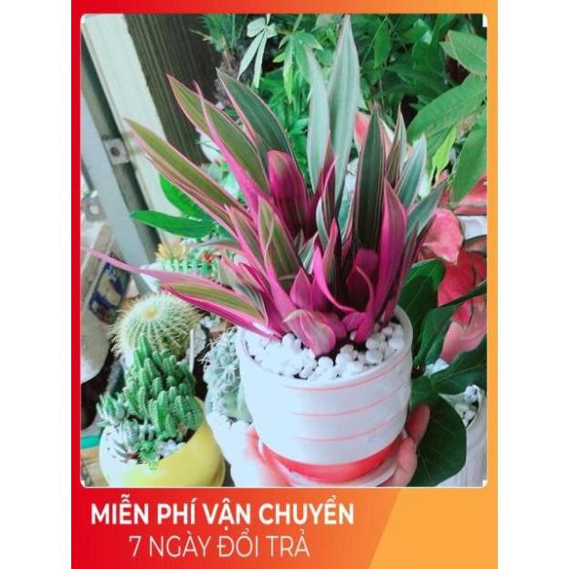 Chậu Cây Bảy Sắc Cầu Vòng