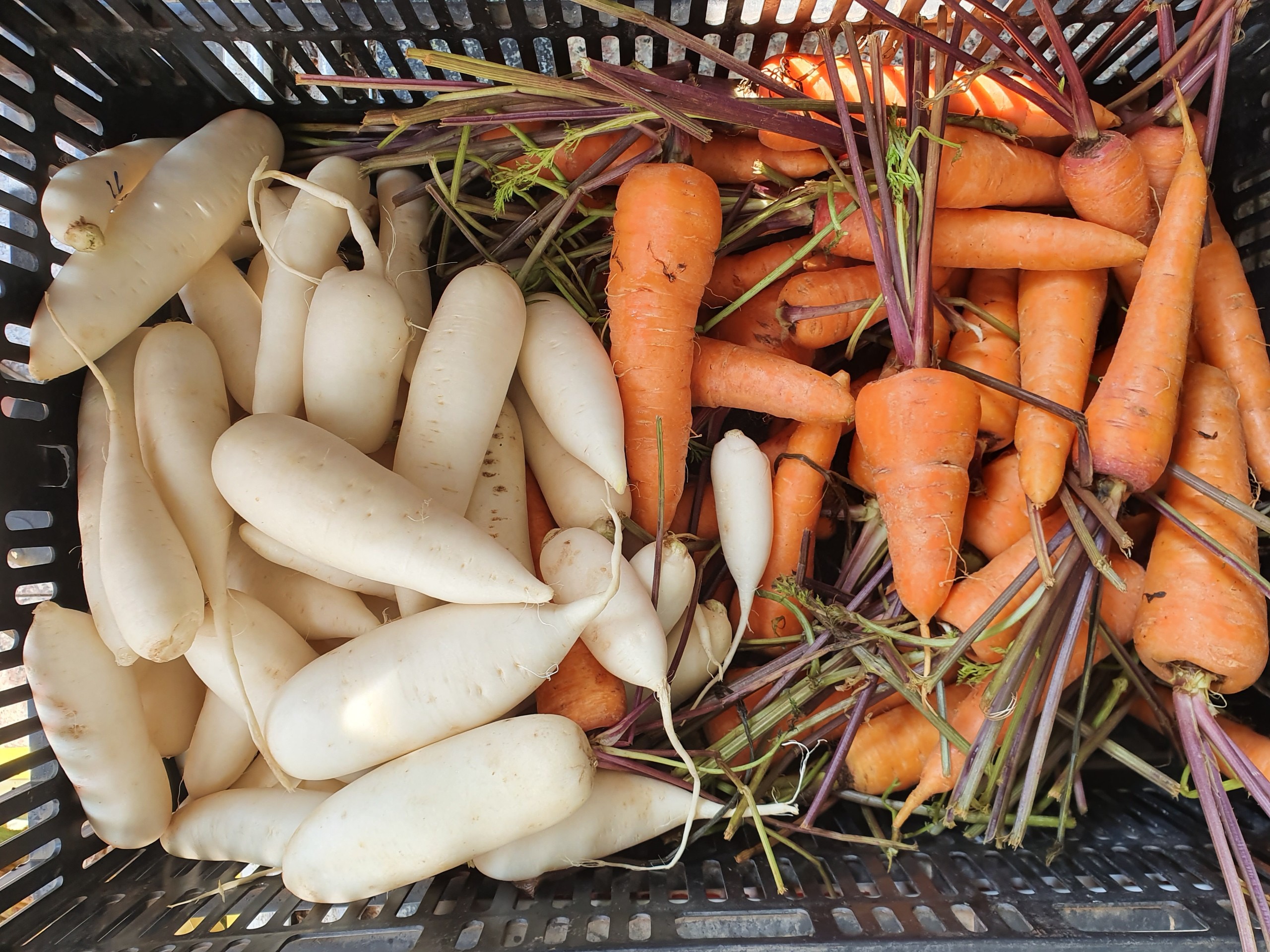 Cà Rốt Đà Lạt VietGAP 1kg