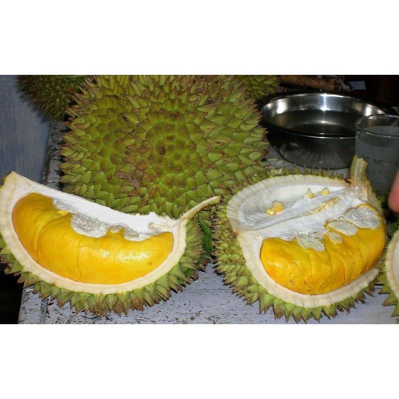 Cây giống Sầu Riêng Musang King cây ghép .