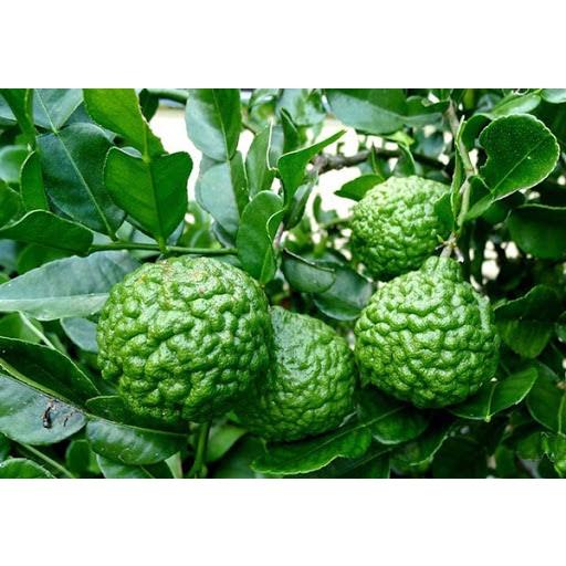 Cây giống chanh chúc