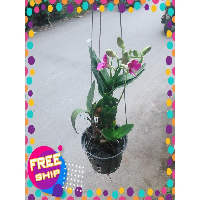 Chậu Lan Dendro Tím