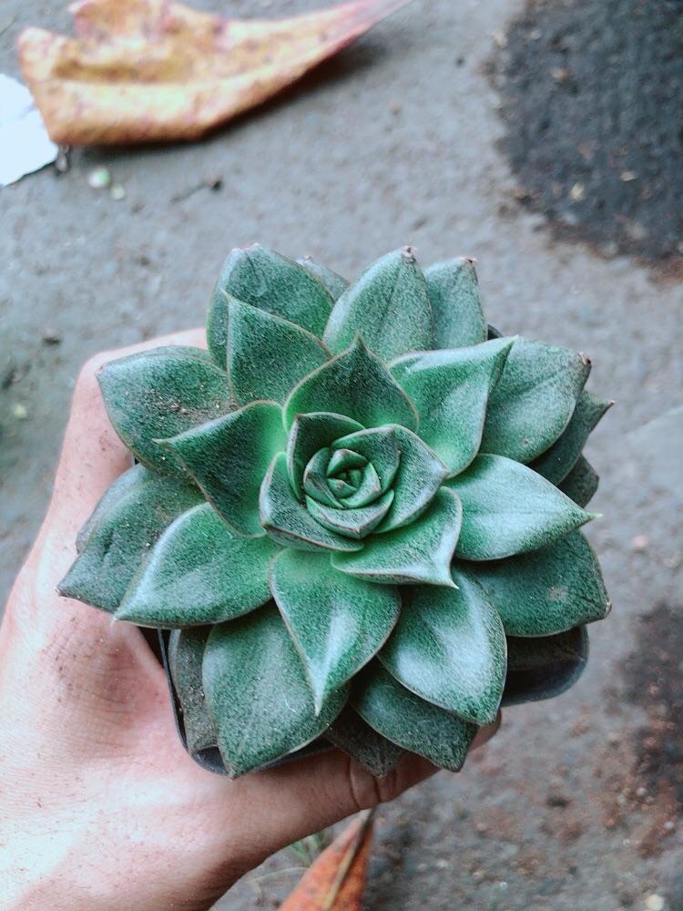 Sen Đá Hoa Hồng Đen