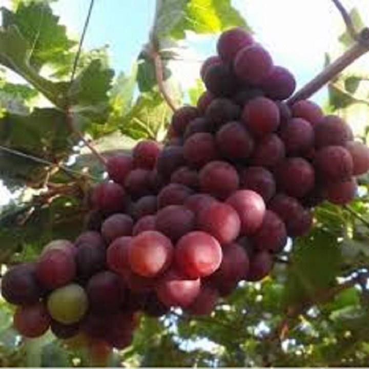CÂY GIỐNG NHO DỎ NINH THUẬN