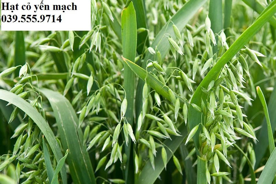 Hạt Giống Cỏ Yến Mạch 100gram – Cỏ Chịu Lạnh tốt, năng suất cao