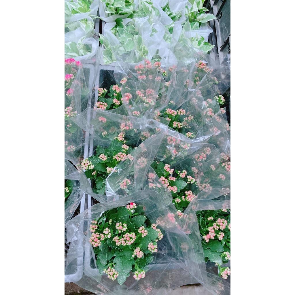 Cây Sống Đời Thái