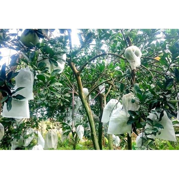100 TÚI BỌC QUẢ KÍCH THƯỚC 45x60CM - Túi bọc giúp hạn chế tác hại của sâu,ong