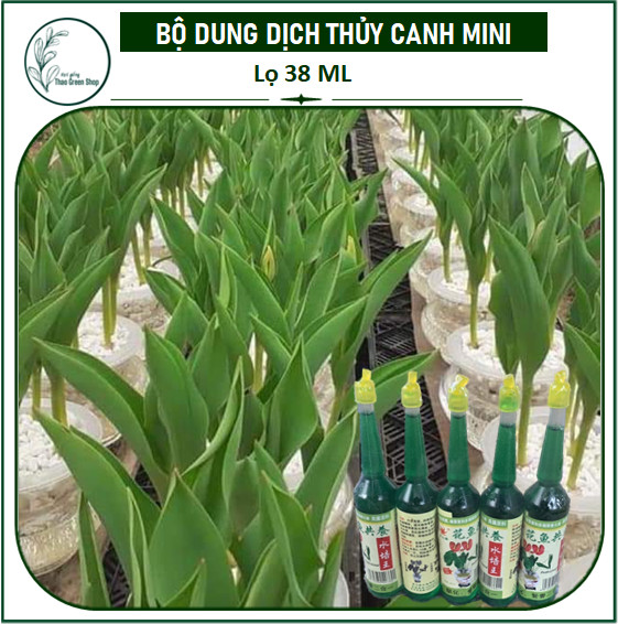 Dung Dịch Dinh Dưỡng Thủy Sinh Cho Tulip Và Các Loại Cây Thủy Canh