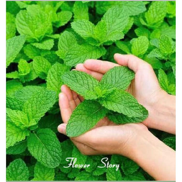 Hạt giống cây Bạc Hà Âu 100 hạt/gói