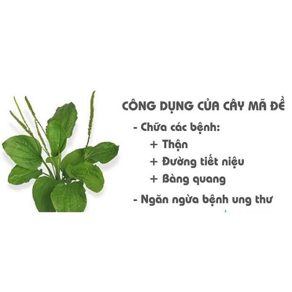 Hạt Giống Rau Mã Đề (Xạ Tiên Tử) Rado 359 gói 1gr Dễ Trồng, Tốt cho sức khỏe - NON GMO- Hạt giống Rạng Đông, Chất lượng vượt trội !