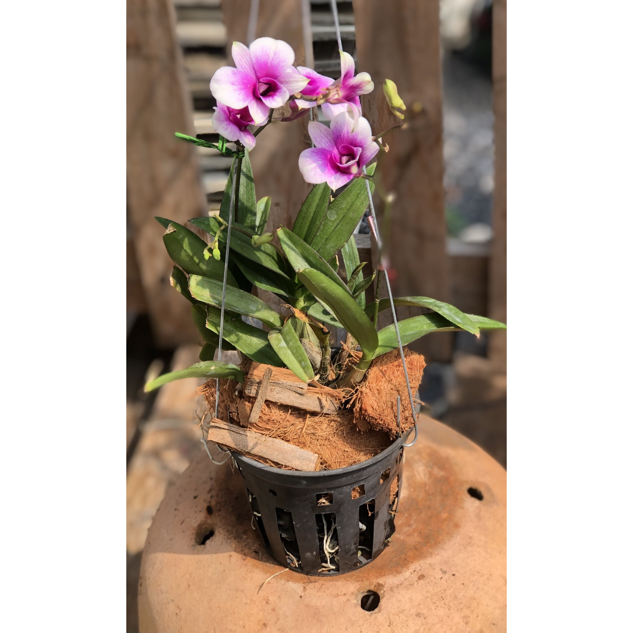 Chậu treo lan Denro Yaya