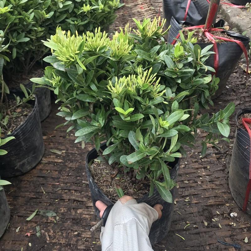 Cây hoa mẫu đơn vàng có hoa quanh năm thích hợp trồng ban công sân vườn