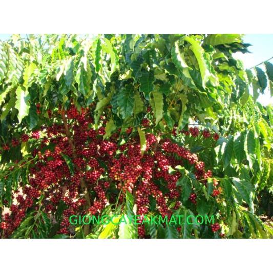 CÂY GIỐNG CÀ PHÊ VỐI TR9 CAO SẢN .