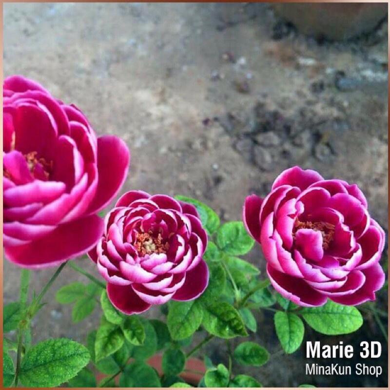 Hoa hồng ngoại Marie 3D tím- bầu to cây lớn trưởng thành