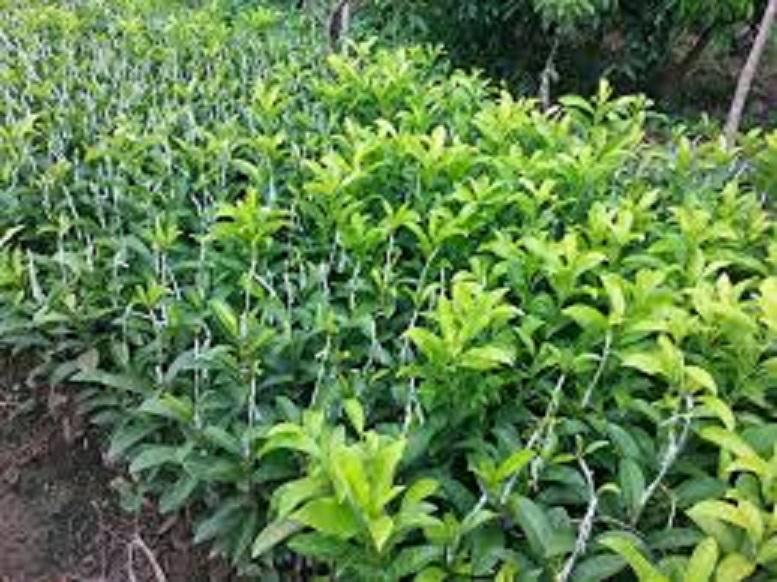Cây hồng xiêm xoài, Cây hồng xiêm xoài giống mới quả cực to, ngon có tiêngs