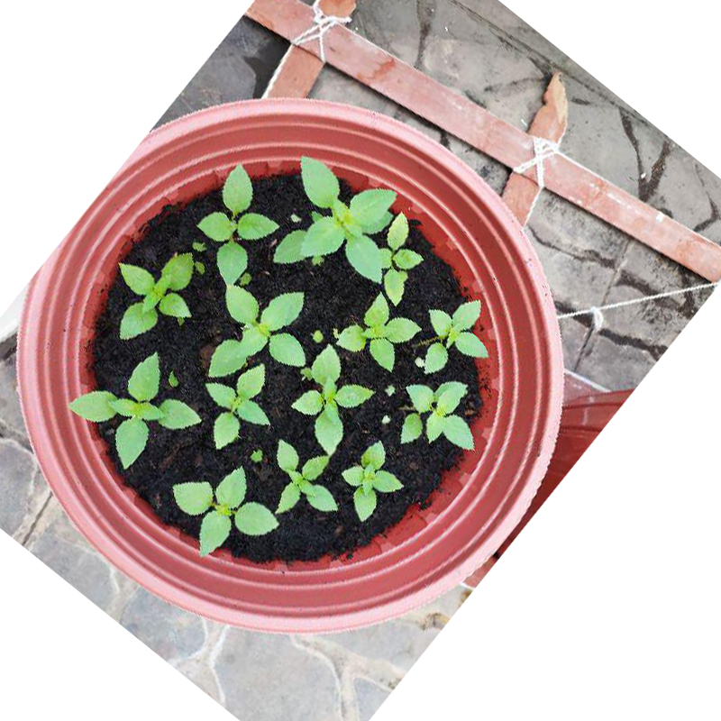 10 cái chậu nhựa mềm dẻo trồng cây - Chậu ươm mầm trồng rau sạch - trồng cây kiểng