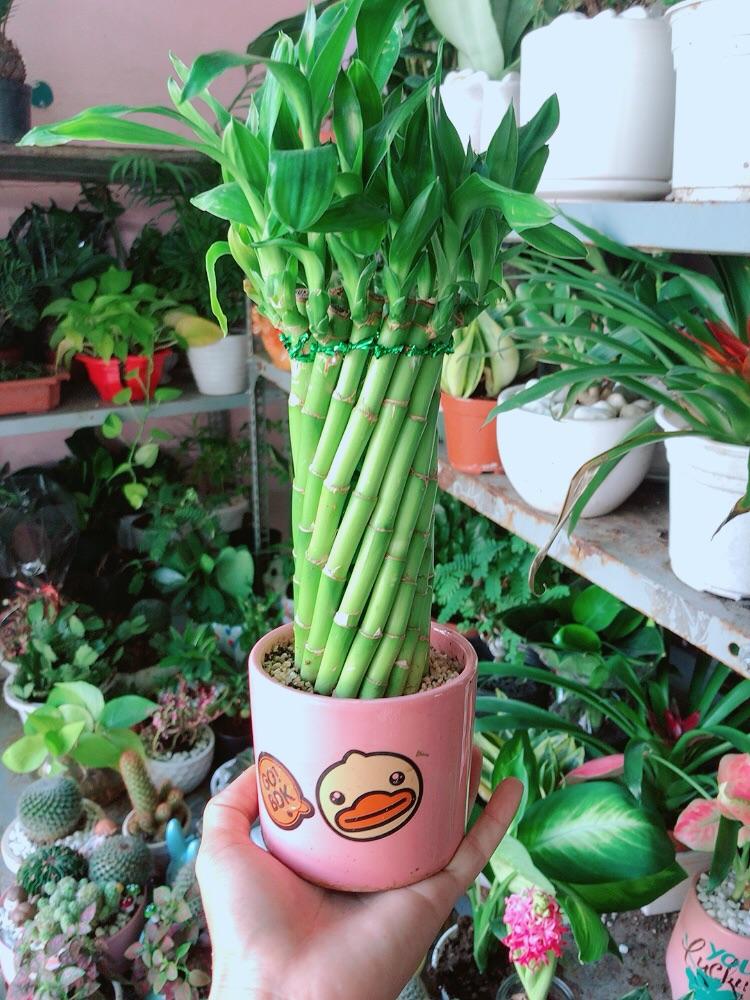 Chậu Trúc Phát Tài