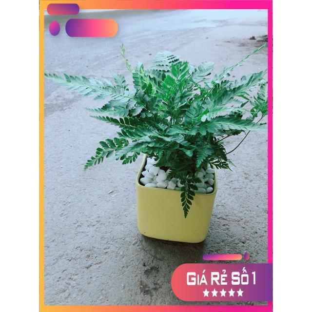 Chậu Cây Dương Sỉ Kiểng