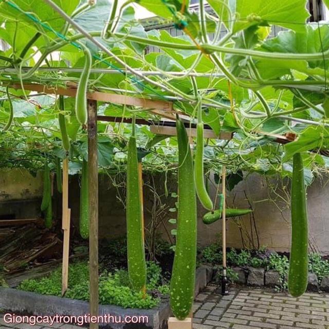 Hạt Giống Bầu Sao Trái Dài Cao Sản, Cho Qủa To Dài Gía Trồng Thử - Khu Vườn Ban Công