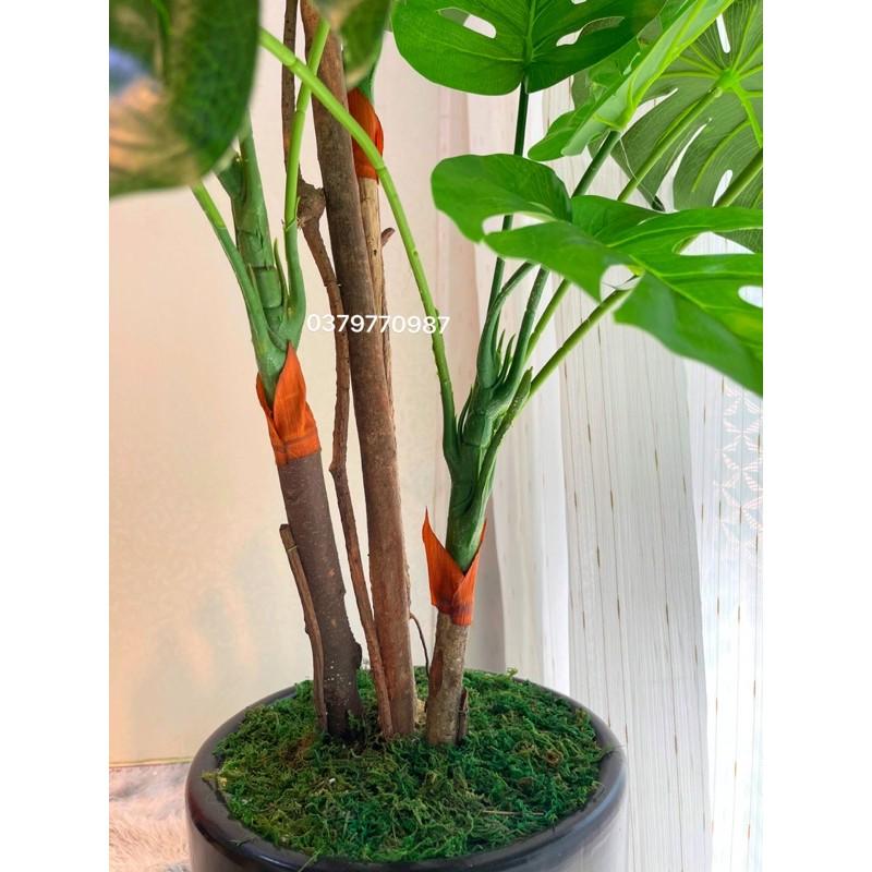 Cây lá rùa - 130cm 4 nhánh. Trang trí nhà cửa, văn phòng, hàng quán, nội thất, mang ý nghĩa phong thủy