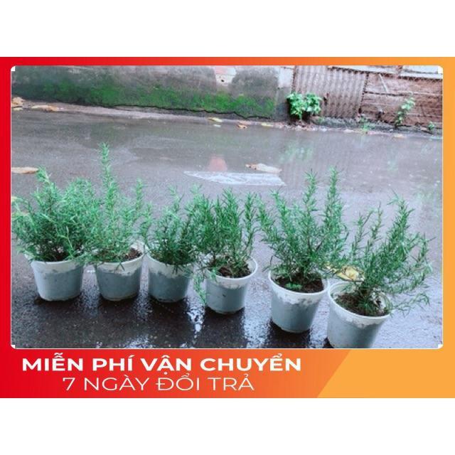 Hương Thảo