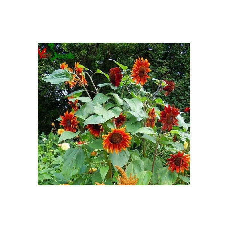 Hạt Giống Hoa Hướng Dương Đỏ