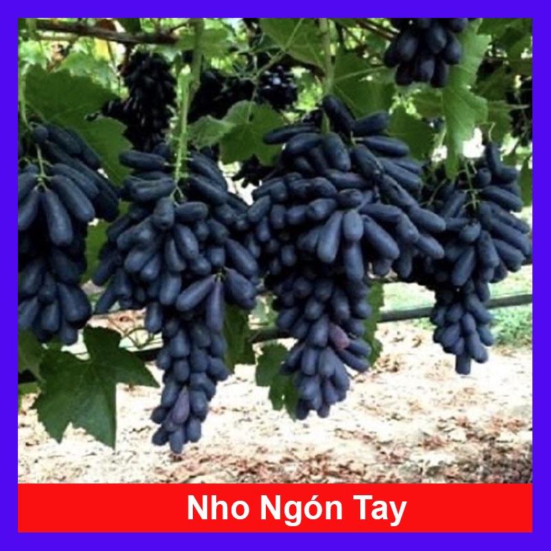 Cây nho ngón tay đen không hạt - cây ăn quả + tặng phân bón cho cây mau lớn