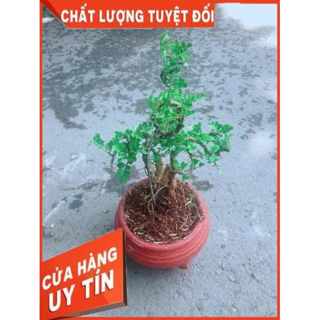 Chậu Cây Cần Thăng