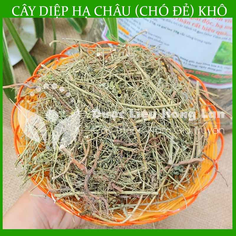 Cây Diệp Hạ Châu (Cây Chó Đẻ) khô 1kg