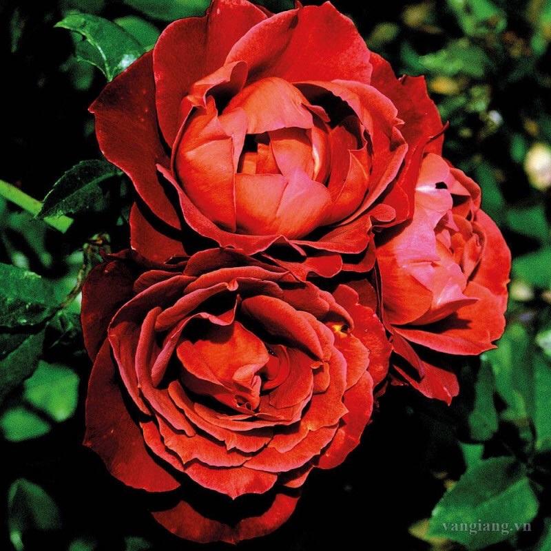 Hoa hồng Hot Chocolate Rose - hoa siêu đẹp, hoa bụi