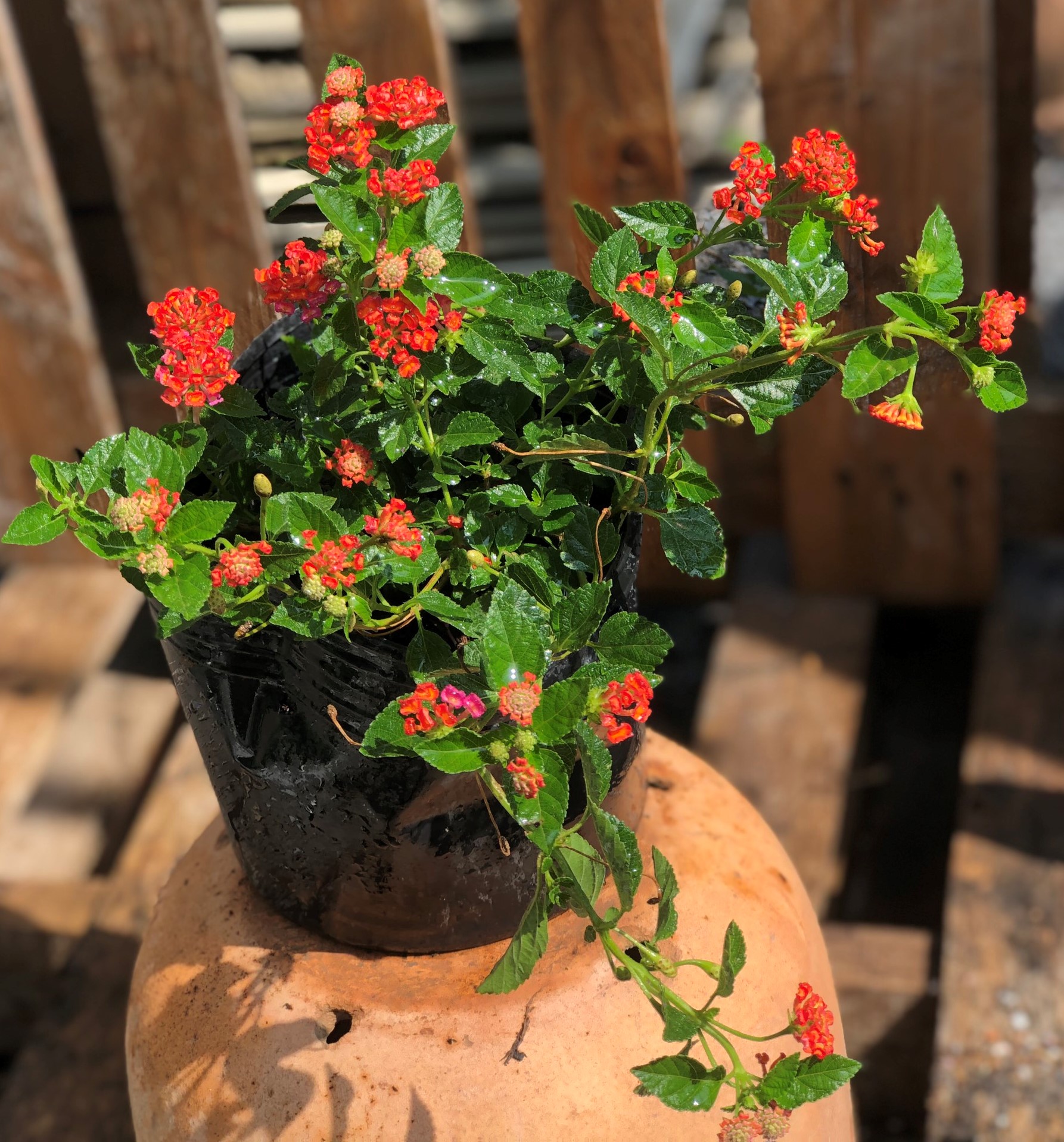 Chậu hoa Ngũ Sắc màu đỏ
