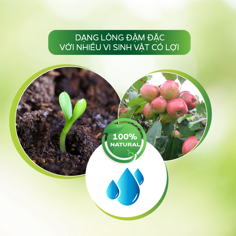Chế Phẩm Sinh Học AT Xử Lý Đất Nhiễm Mặn, Hạ Phèn Cải Tạo Đất Chuyên Canh Cây Ăn Trái Tiêu Chuẩn Hữu Cơ