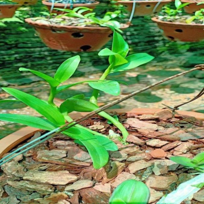 Hoa phong lan phi điệp - 6 mắt thái  bình( cây cao 15cm ) ( hàng cắt kie )